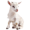 White baby goat portrait