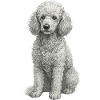 Poodle Dog in Hand Drawing style