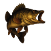 Detailed Zander Fish Illustrative