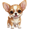 Cute big-eyed Chihuahua puppy