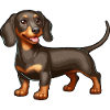 Chiot teckel heureux