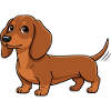 Teckel_puppy_bruin