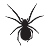 Spinne Nosferatu-Spinne