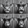 Funny Cow Sunglasses