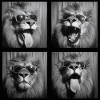 Funny Lion Sunglasses