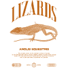 Cuban Knight Anole Reptile Keeper Lizard