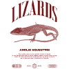 Cuban Knight Anole Reptile Keeper Lizard
