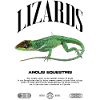 Cuban Knight Anole Reptile Keeper Lizard