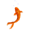 Carpes koi aquarellés en vol bouillonnant