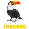 Toucans Toucan