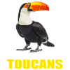 Toucans Toucan
