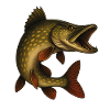 Majestic Pike Fish Illustration