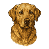 Portrait Labrador Retriever