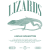 Cuban Knight Anole Reptile Keeper Lizard