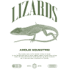 Cuban Knight Anole Reptile Keeper Lizard