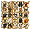 Dogs