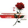 Crimson Rose of Passion