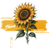 Sunflower Shine Growth