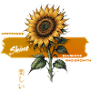 Sunflower Shine Growth Happiness