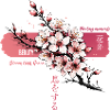 Blush Sakura Bloom on Pink