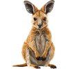 Wallabies Wallaby