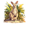 Wallabies Wallaby