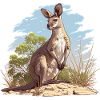 Wallabies Wallaby