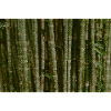 Forest Camouflage Grid Pattern
