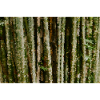 Birch Forest Pixel Stripes