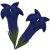 Enzianblüten