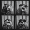 Funny Beaver Sunglasses Photo Booth
