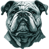 Bulldog Dog Portrait bulldog