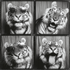 Funny Tiger Sunglasses Photo Box