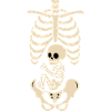Maternity skeleton