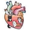Maine Coon Katze Hauskatze Liebe