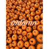 Herbst Autumn pumpkin