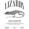 Cuban Knight Anole Reptile Keeper Lizard