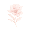 Pink Magnolia, Blossom