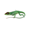 Cuban Knight Anole Reptile Keeper Lizard
