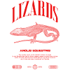 Cuban Knight Anole Reptile Keeper Lizard