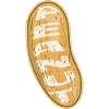 Peanut