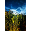 Moonlight in the reed