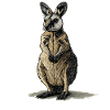 Wallabies Wallaby