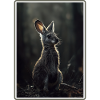 Wallabies Wallaby