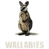 Wallabies Wallaby