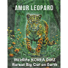 Amur Leopard – Rare Wildcat Korea DMZ