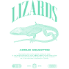 Cuban Knight Anole Reptile Keeper Lizard