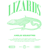 Cuban Knight Anole Reptile Keeper Lizard