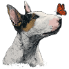Curious Bull Terrier with Butterfly