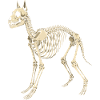 Canine Skeleton Blueprint